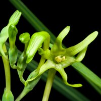 Green freesia (Freesia viridis ssp. viridis)