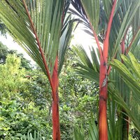 Lipstick Palm (Cyrtostachys renda)