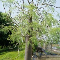 Madagascar Ghost Tree (Moringa drouhardii)