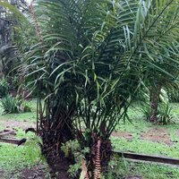 Curran's pitogo (Cycas curranii)