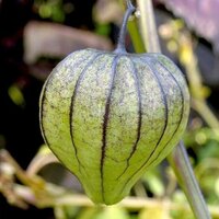 Tomatillo (Physalis ixocarpa)