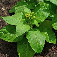 Aztec tobacco (Nicotiana rustica)