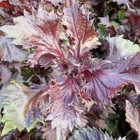 Red shiso (Perilla frutescens var. crispa f. purpurea)