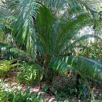 Cycad (Cycas edentata)