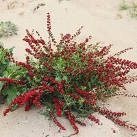 Strawberry spinach (Blitum virgatum)
