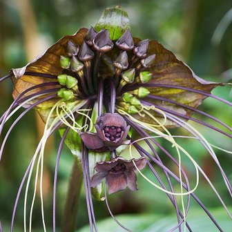Tacca chantrieri - Bat flower - 10 seeds - Onszaden