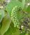 Coccoloba uvifera - Seagrape - 10 seeds - Onszaden