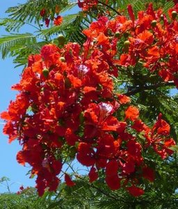 Delonix Regia Flamboyant 5 Seeds Onszaden