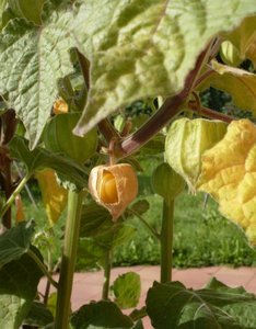 Physalis Peruviana Cape Gooseberry Portion Of Seeds Onszaden