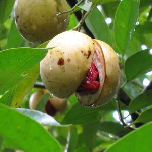 Myristica fragrans - Nutmeg - 1 seed - Onszaden