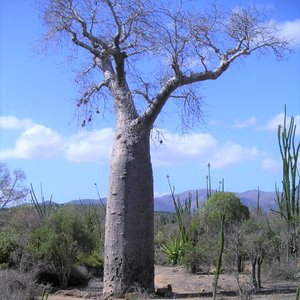 Za baobab (Adansonia za)