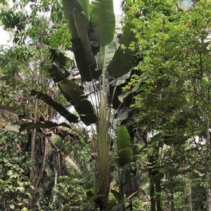 South American Travellers Palm (Phenakospermum guyannense)