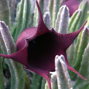 Stapelia Leendertziae Bell Stapelia 5 Seeds Onszaden