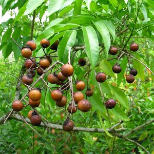 Soapberry (Sapindus saponaria)