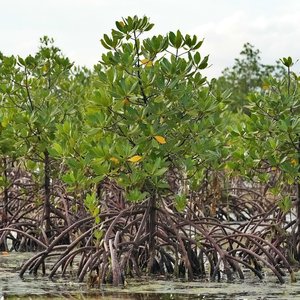 Red Mangrove (Rhizophora mangle)