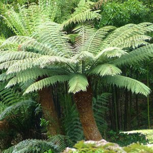 Tasmanian Tree Fern (Dicksonia antarctica)