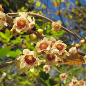 Wintersweet (Chimonanthus praecox)