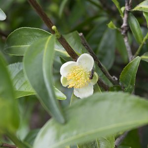 Tea Plant (Camellia sinensis)