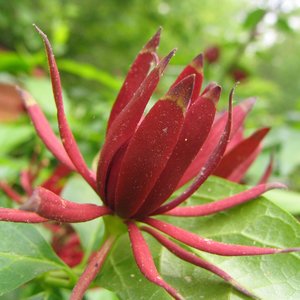 Spice Bush (Calycanthus floridus)
