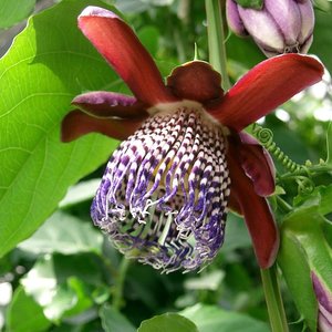 Winged-stem Passionflower (Passiflora alata)