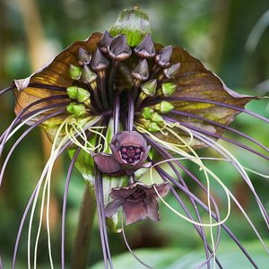 Black Batflower (Tacca chantrieri)