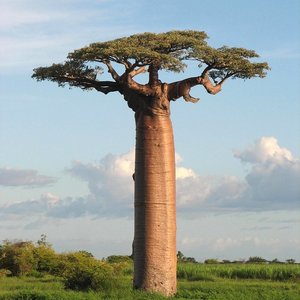 Grandidier's Baobab (Adansonia grandidieri)
