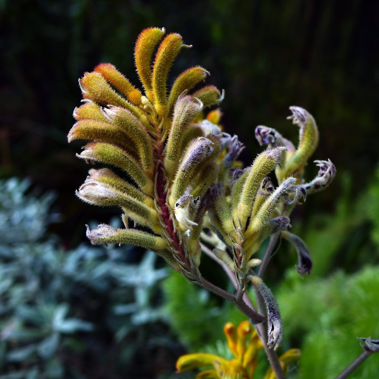 Anigozanthos Flavidus Green Form | informacionpublica.svet.gob.gt